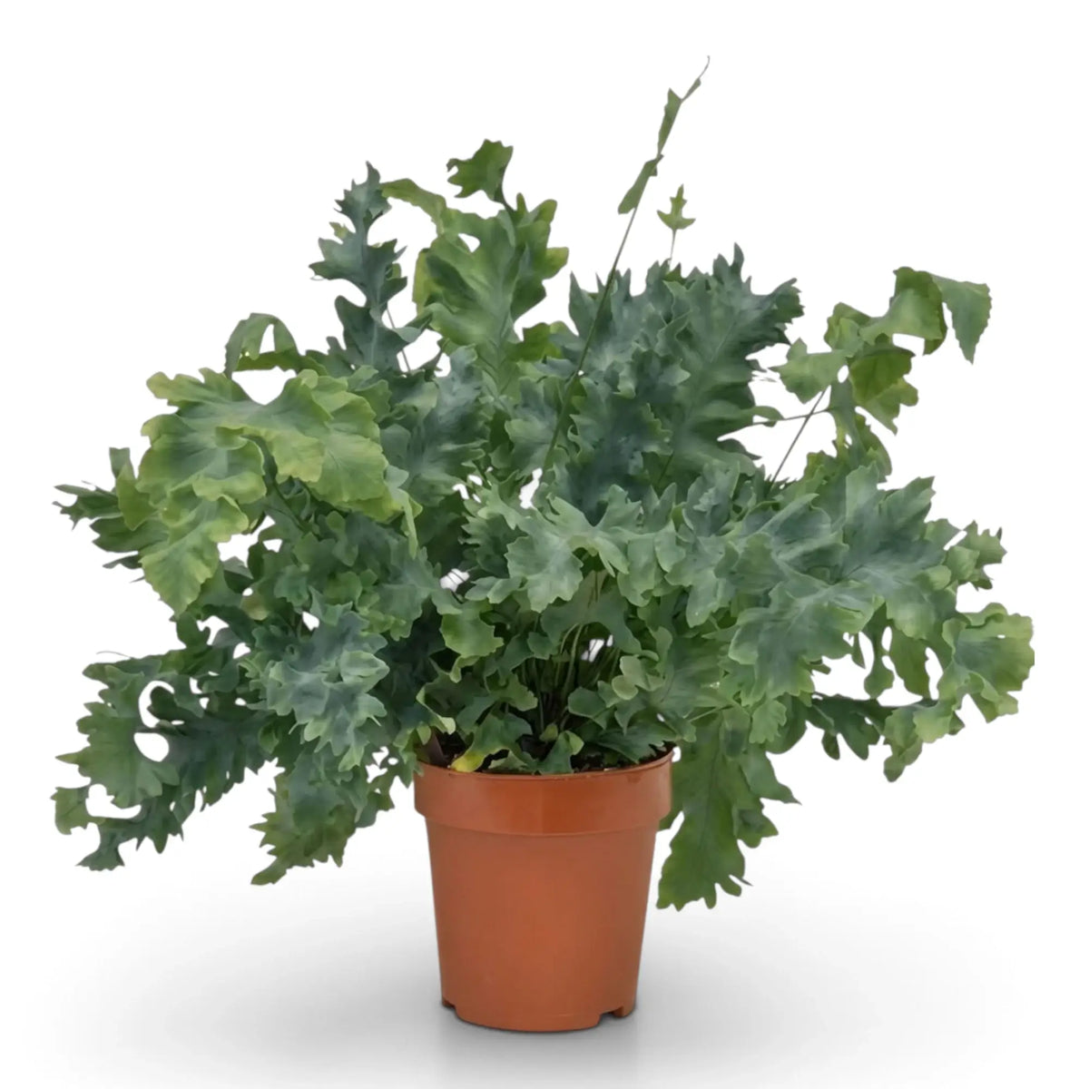 Large Phlebodium aureum ‘Davana’ with long blue-green fronds and deeply ruffled lobes