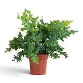 Large Phlebodium aureum ‘Davana’ with broad wavy fronds spreading from a dense crown