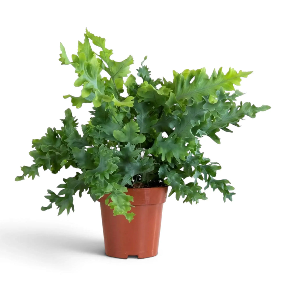 Large Phlebodium aureum ‘Davana’ with broad wavy fronds spreading from a dense crown
