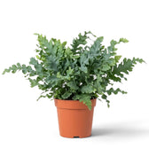 Large Phlebodium aureum ‘Davana’ with many deeply lobed ruffled fronds spreading outward