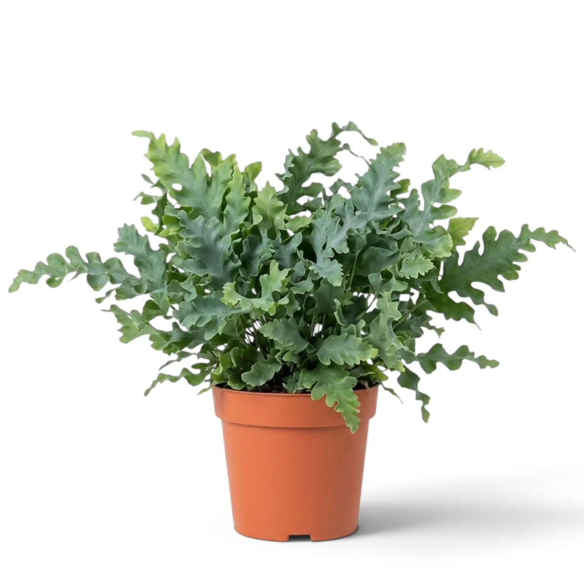 Large Phlebodium aureum ‘Davana’ with many deeply lobed ruffled fronds spreading outward
