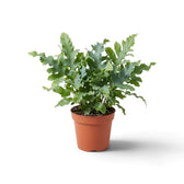 Medium Phlebodium aureum ‘Davana’ with dense blue-green fronds cut into deeply ruffled lobes
