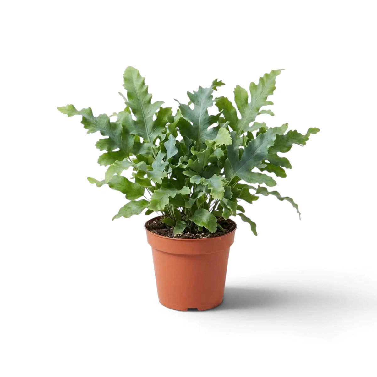Medium Phlebodium aureum ‘Davana’ with dense blue-green fronds cut into deeply ruffled lobes