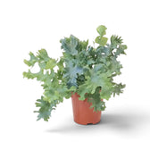 Medium Phlebodium aureum ‘Davana’ with wavy frilled fronds spreading from a compact crown