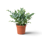 Medium Phlebodium aureum ‘Davana’ with blue-green fern fronds and deeply frilled lobes