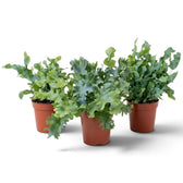 Medium Phlebodium aureum ‘Davana’ with many spreading fronds and deeply ruffled lobes