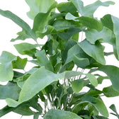 Overlapping Phlebodium aureum fronds with blue-green surfaces and long, curved lobes.