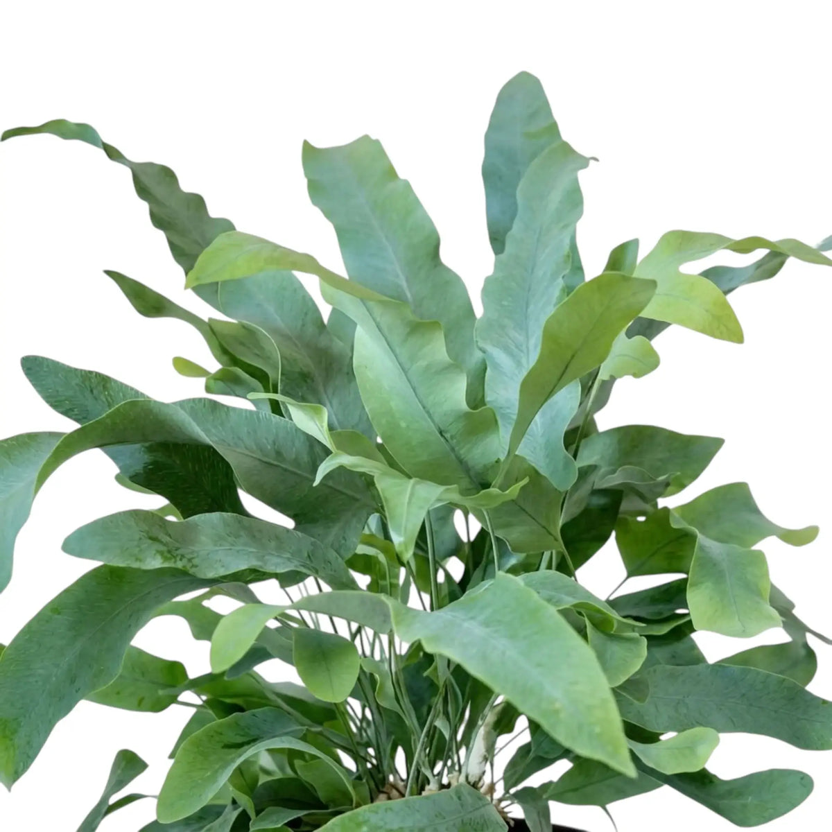 Phlebodium aureum foliage with upright blue-green lobed fronds rising from slender stalks.