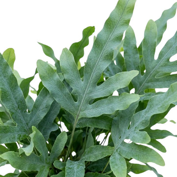 Nahaufnahme eines tief gelappten blaugrünen Wedels von Phlebodium aureum mit feinen, verzweigten Blattadern.