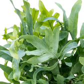 Close-up of a pale green, lobed Phlebodium aureum frond with fine branching veins.