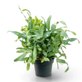 Phlebodium aureum with a dense cluster of long, wavy blue-green fronds spilling over a nursery pot.