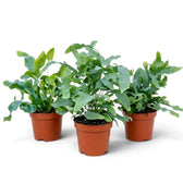 Three Phlebodium aureum plants with lobed blue-green fronds in separate nursery pots.