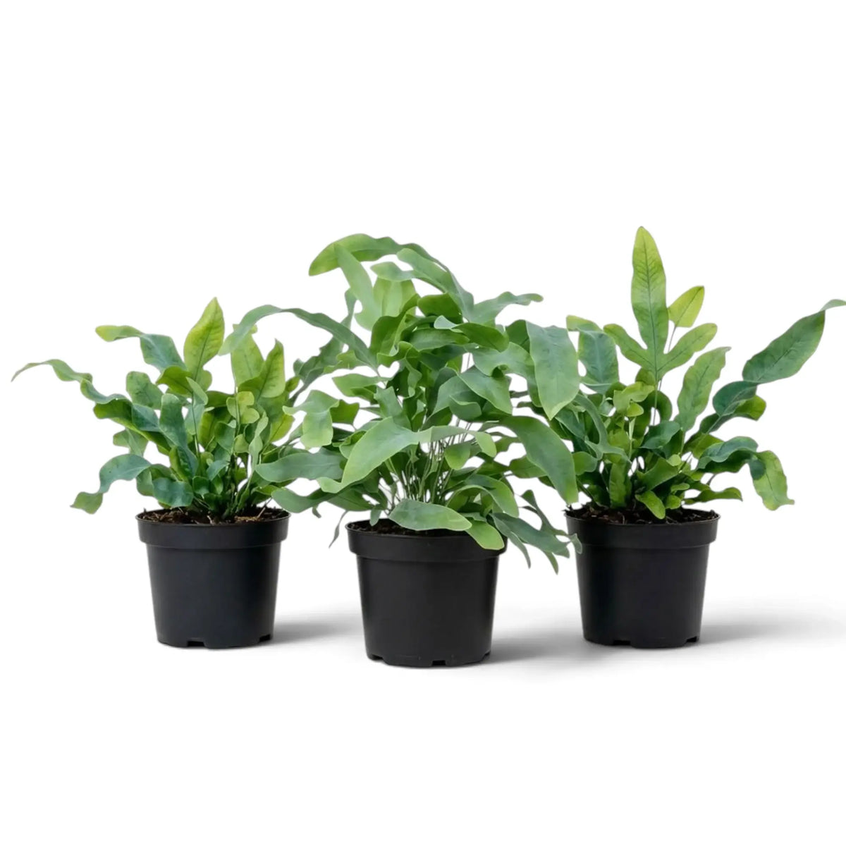 Three Phlebodium aureum plants with spreading, wavy green fronds in black nursery pots.