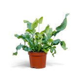 Phlebodium aureum with upright blue-green fronds and broad, wavy lobes in a nursery pot.