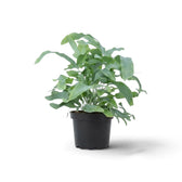 Potted Phlebodium aureum with arching blue-green fronds and long, wavy lobes.