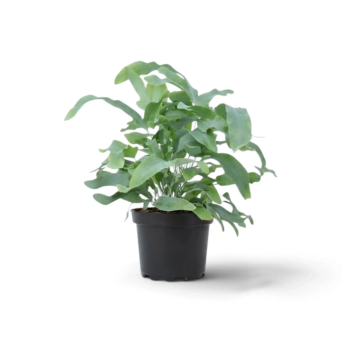 Potted Phlebodium aureum with arching blue-green fronds and long, wavy lobes.