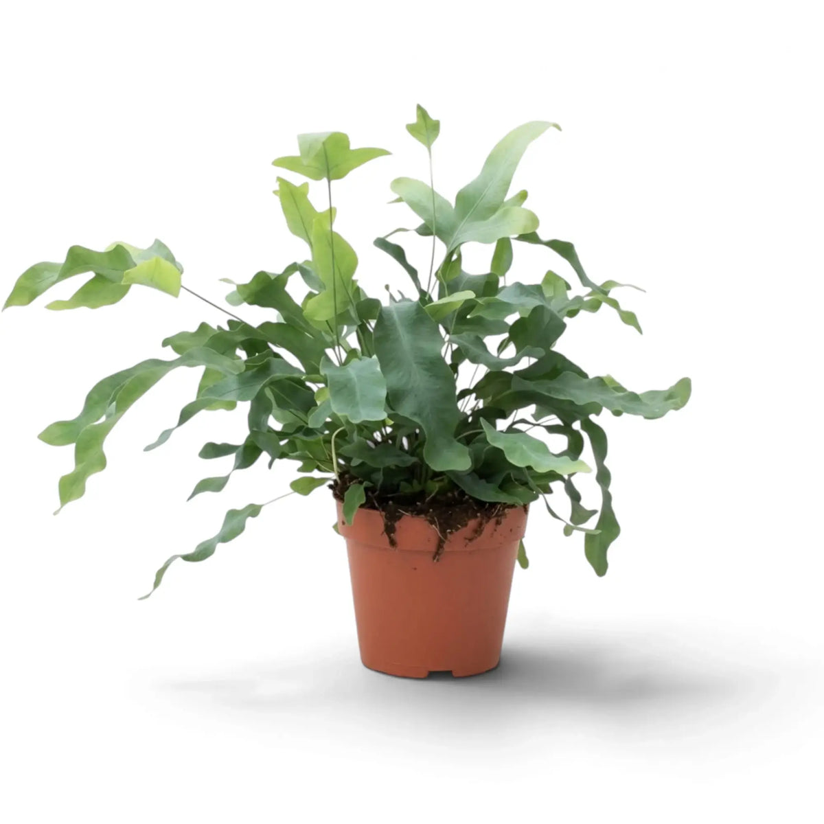 Phlebodium aureum with blue-green fronds spreading above and beyond the rim of a nursery pot.