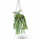 Phlegmariurus (Huperzia) goebelii potted plant in nursery pot on white background.