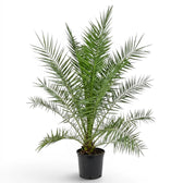 Phoenix canariensis Canary Island date palm extra large plant in a nursery pot.