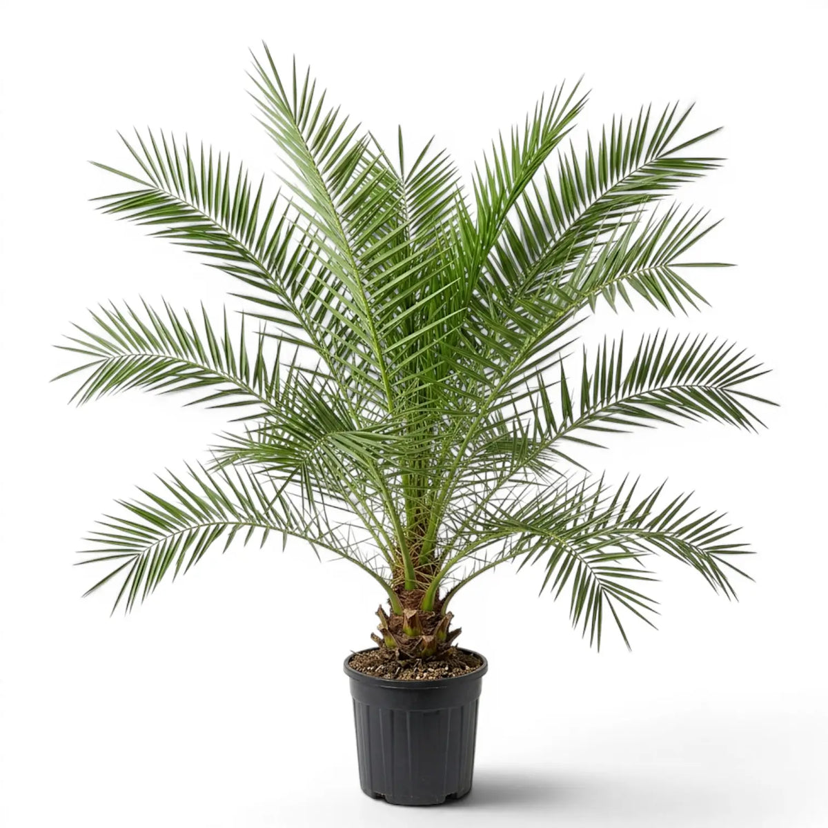 Phoenix canariensis Canary Island date palm extra large plant in a nursery pot.