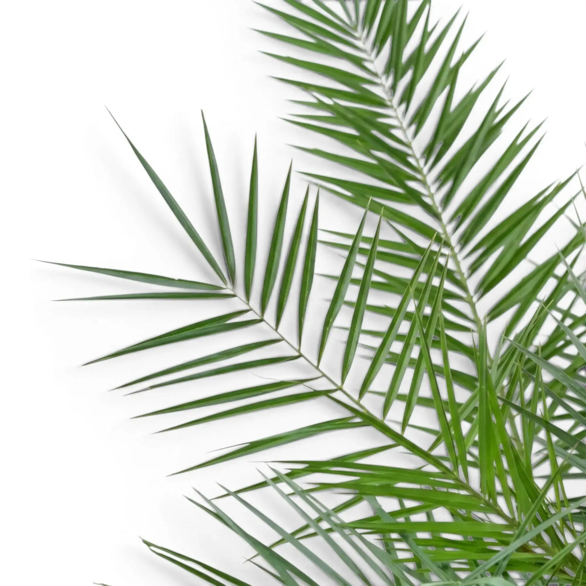 Phoenix canariensis Canary Island date palm foliage close-up with arching fronds.