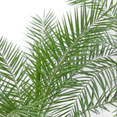Phoenix canariensis Canary Island date palm foliage close-up with arching fronds.