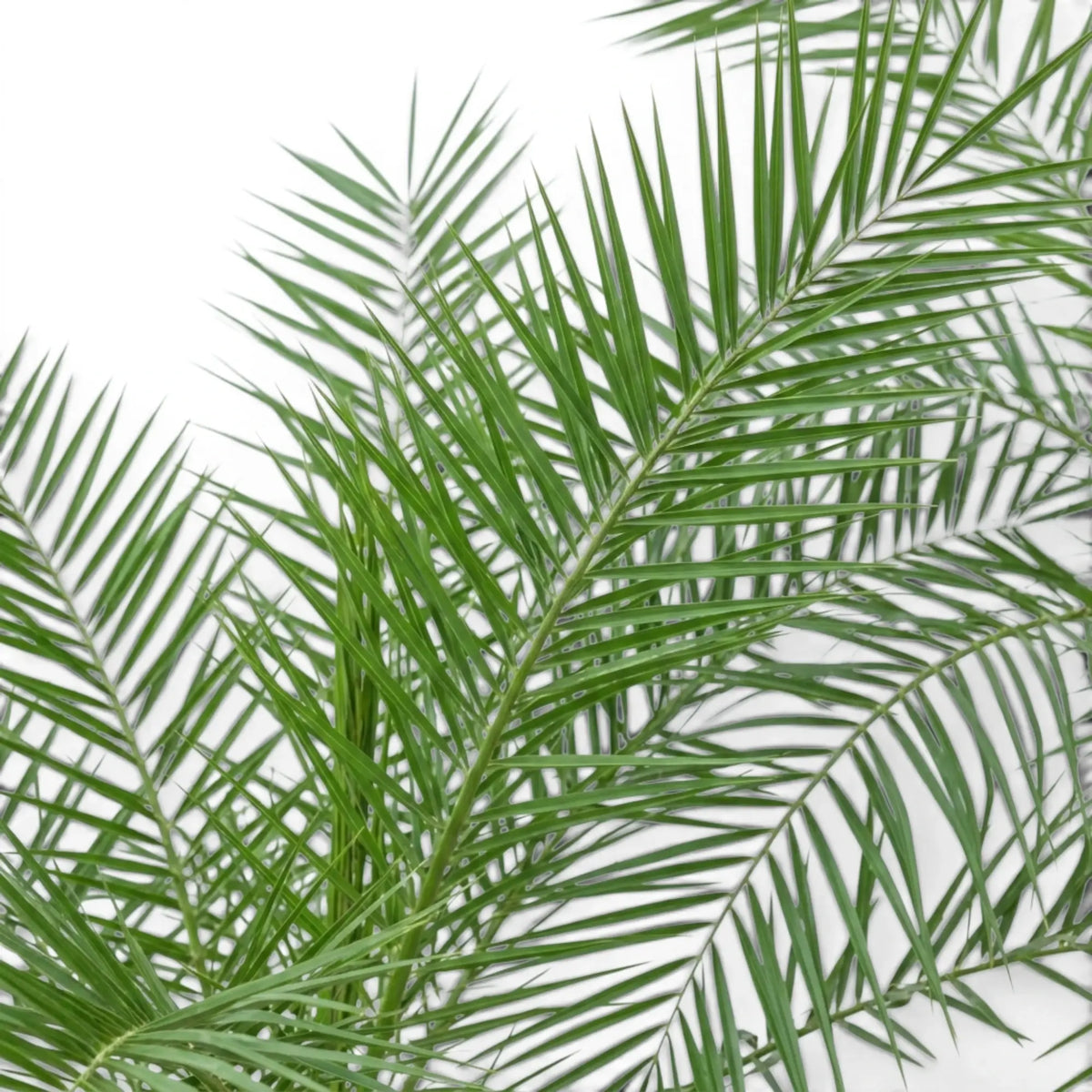 Phoenix canariensis Canary Island date palm foliage close-up with arching fronds.