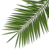Phoenix canariensis Canary Island date palm foliage close-up with arching fronds.