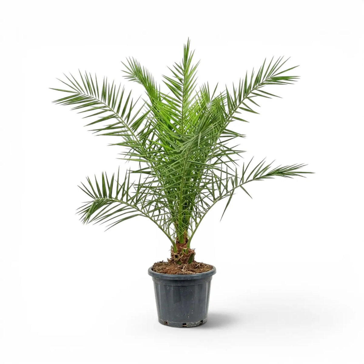 Phoenix canariensis Canary Island date palm large plant in a nursery pot.