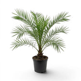 Phoenix canariensis Canary Island date palm large plant in a nursery pot.