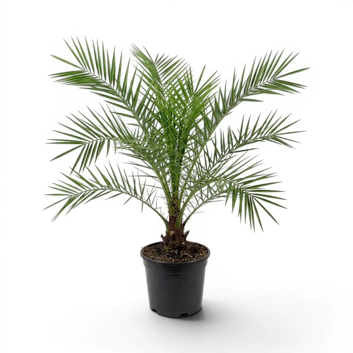 Phoenix canariensis Canary Island date palm large plant in a nursery pot.