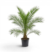 Phoenix canariensis Canary Island date palm large plant in a nursery pot.
