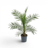 Phoenix canariensis Canary Island date palm medium plant in a nursery pot.
