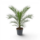 Phoenix canariensis Canary Island date palm medium plant in a nursery pot.