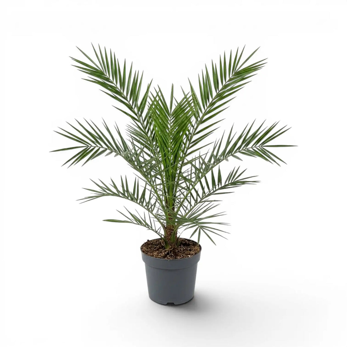 Phoenix canariensis Canary Island date palm medium plant in a nursery pot.
