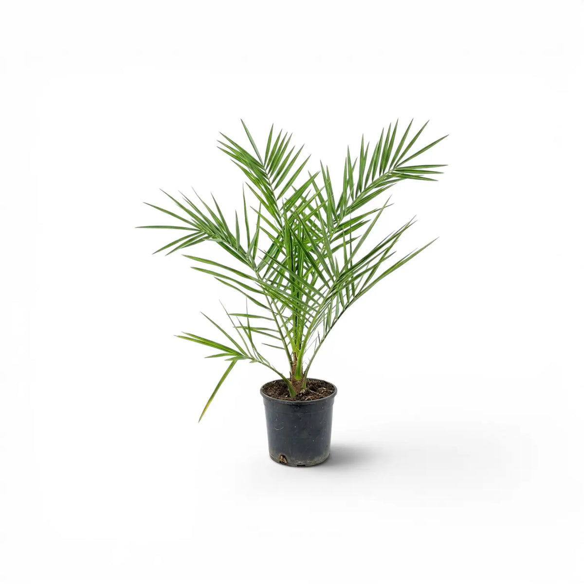 Phoenix canariensis Canary Island date palm small plant in a nursery pot.