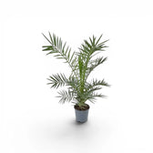 Phoenix canariensis Canary Island date palm small plant in a nursery pot.