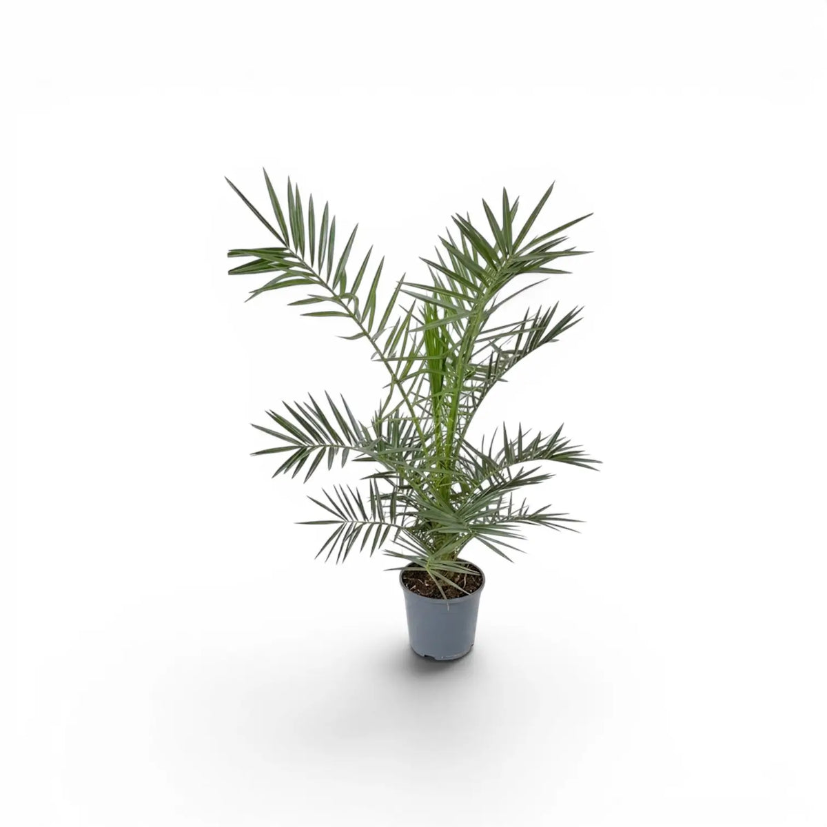 Phoenix canariensis Canary Island date palm small plant in a nursery pot.