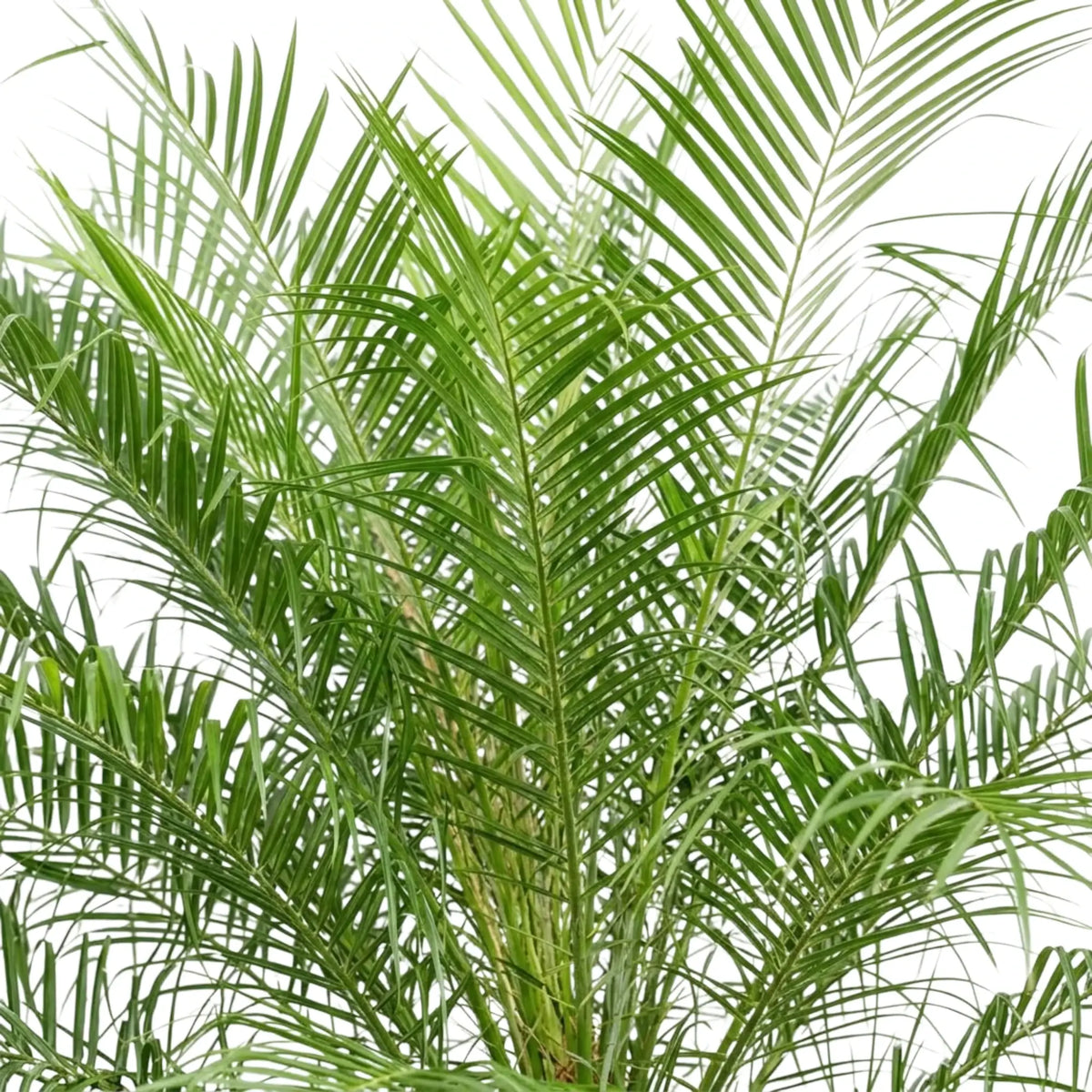 Dense upright Phoenix roebelenii fronds with narrow green leaflets and lighter green growth at the centre.