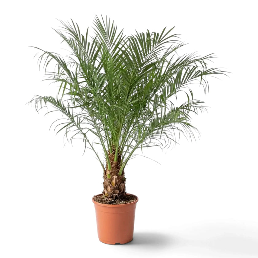 Phoenix roebelenii with upright feathery green fronds and a short, rough trunk in a nursery pot.