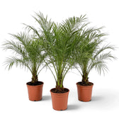 Three potted Phoenix roebelenii palms with feathery green fronds and short textured trunks.