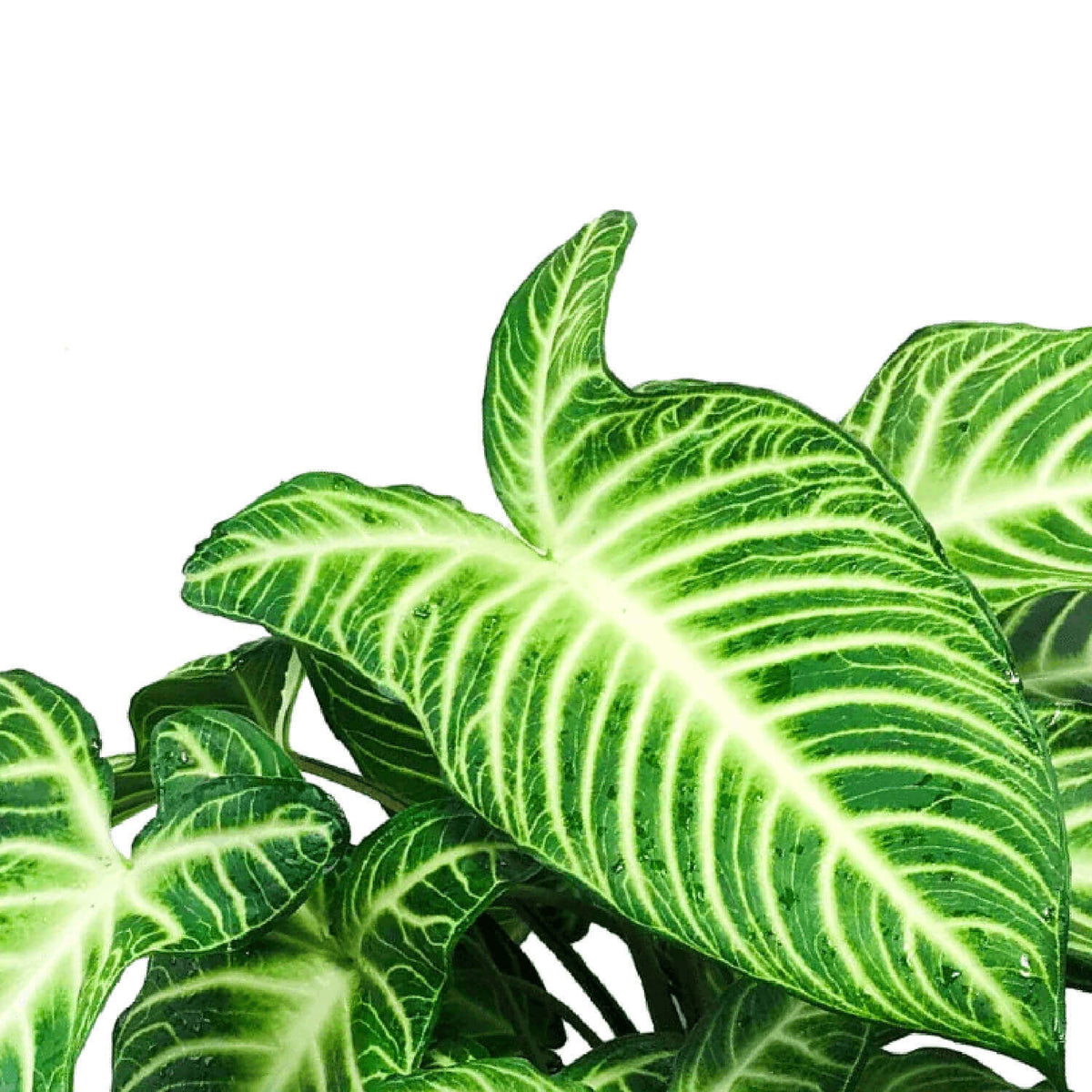 Phyllotaenium lindenii (aka Xanthosoma lindenii) – Blattdetail vor weißem Hintergrund..