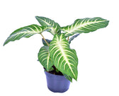 Phyllotaenium lindenii (aka Xanthosoma lindenii) Zimmerpflanze im Anzuchttopf vor weißem Hintergrund, Produktfoto 2.