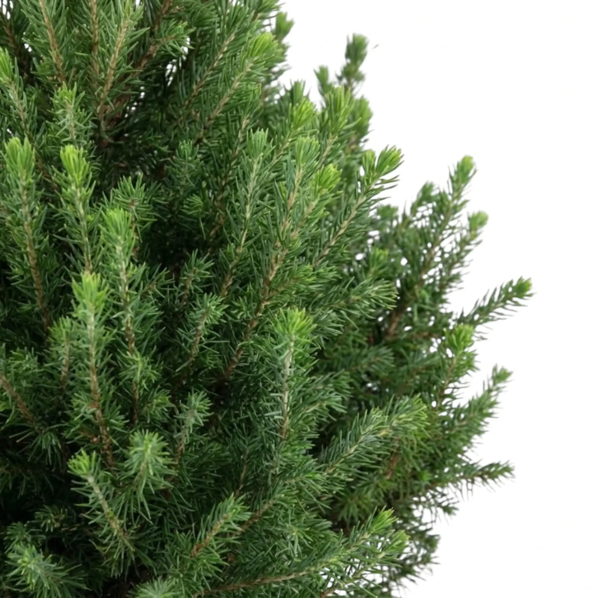 Picea glauca ‘December’ mit dicht stehenden dunkelgrünen Nadeln an aufrechten Trieben