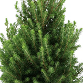 Dicht mit grünen Nadeln besetzte Zweige von Picea glauca ‘December’ aus der Nähe