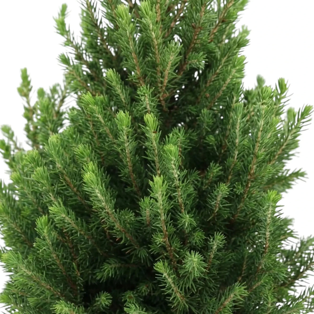 Dicht mit grünen Nadeln besetzte Zweige von Picea glauca ‘December’ aus der Nähe