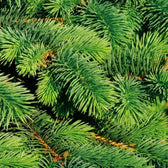 Frischgrüne, rings um die Zweige abstehende Nadeln von Picea glauca ‘December’