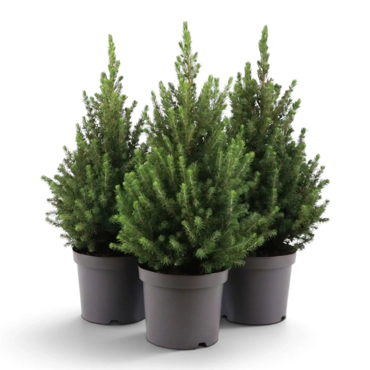 Drei mittelgroße Picea glauca ‘December’ mit kompakten kegelförmigen Kronen