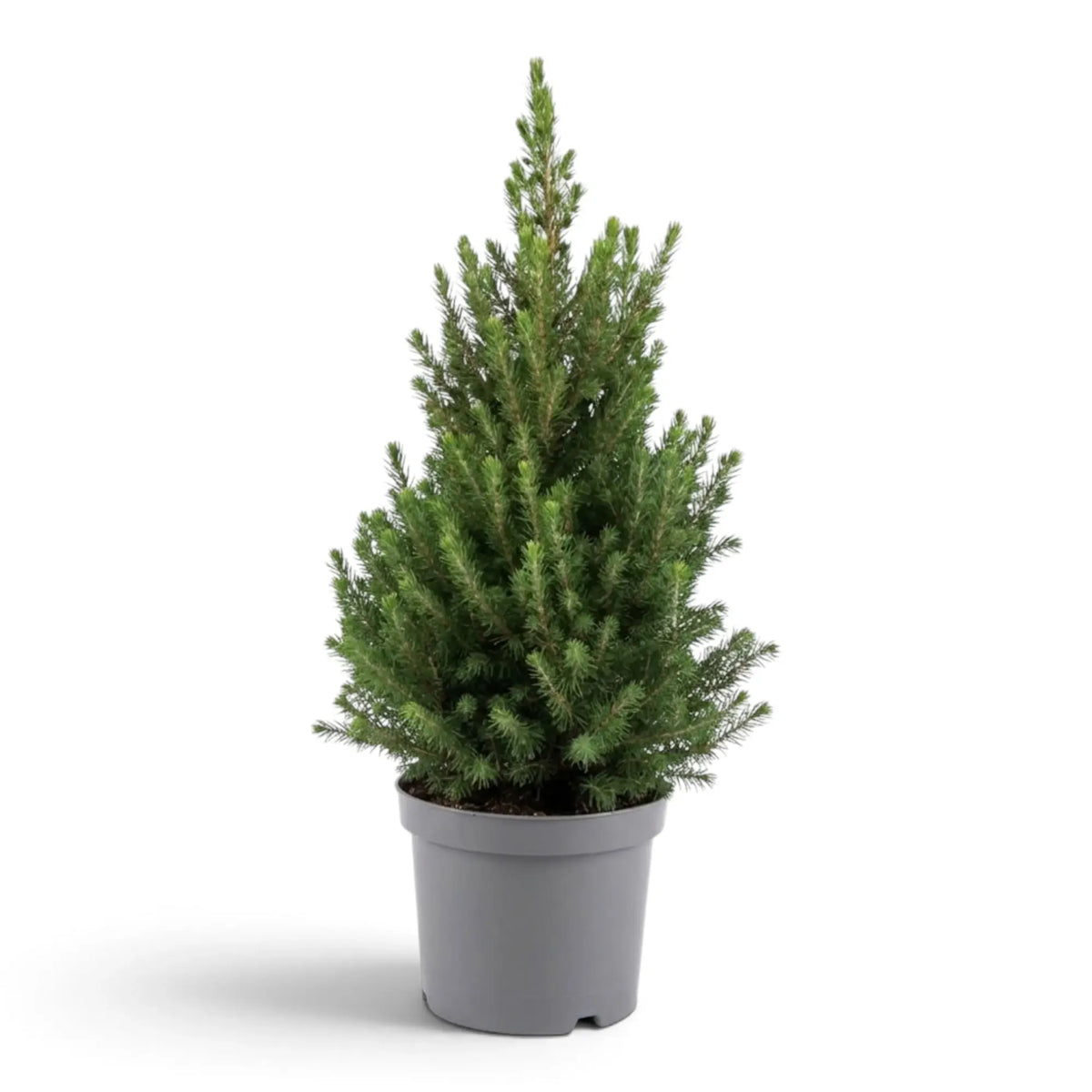 Mittelgroße Picea glauca ‘December’ mit dichter, kegelförmiger Krone im grauen Topf