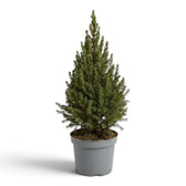 Picea glauca ‘December’ mit aufrechtem Wuchs und dichten grünen Nadeln im hellgrauen Topf